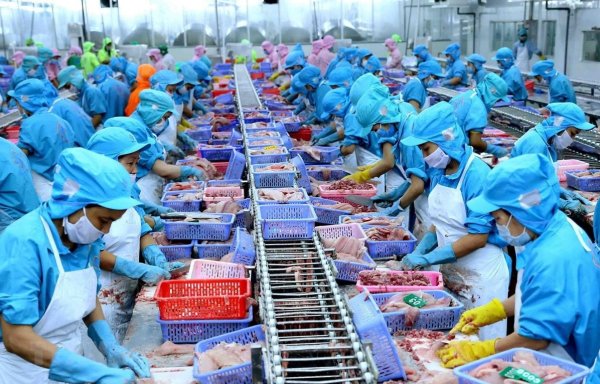Việt Nam Pangasius Công nghiệp